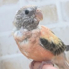 最新画像あり！　ピンクと黒がたまらない～🍁　アキクサインコ(ローズ)