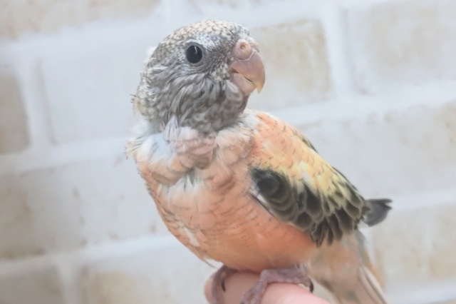 最新画像あり！　ピンクと黒がたまらない～🍁　アキクサインコ(ローズ)