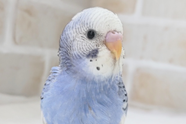 この色合い好きぃ～🌤️　セキセイインコ(パイド)