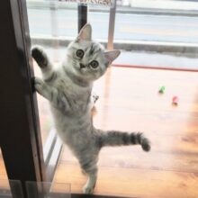 キティランデビュー！マンチカン(シルバーパッチドタビー)女の子♪おめめぱっちり！美人さん❤