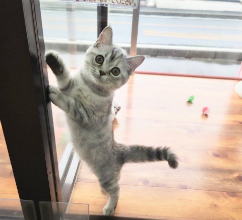 キティランデビュー！マンチカン(シルバーパッチドタビー)女の子♪おめめぱっちり！美人さん❤