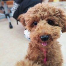 トイプードル(レッド)男の子♫ぎゅってしてね❤