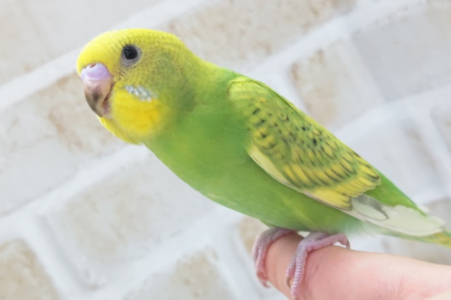 最新画像あり! 縞模様が特徴的~💚 セキセイインコ(スパングル) 最新画像あり! 縞模様が特徴的~💚 セキセイインコ(スパングル)