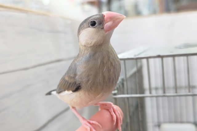 最新画像あり！　どんな桜が咲くかな～？　桜文鳥