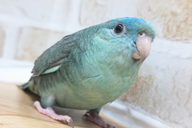 最新画像あり！ 素敵な色合いたまらない～🩵　サザナミインコ(ブルー)