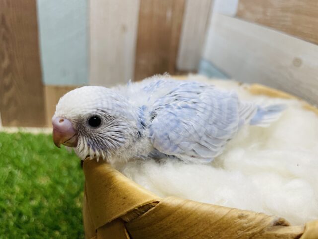 青空のような優しいお色のコ！セキセイインコのスパングル！