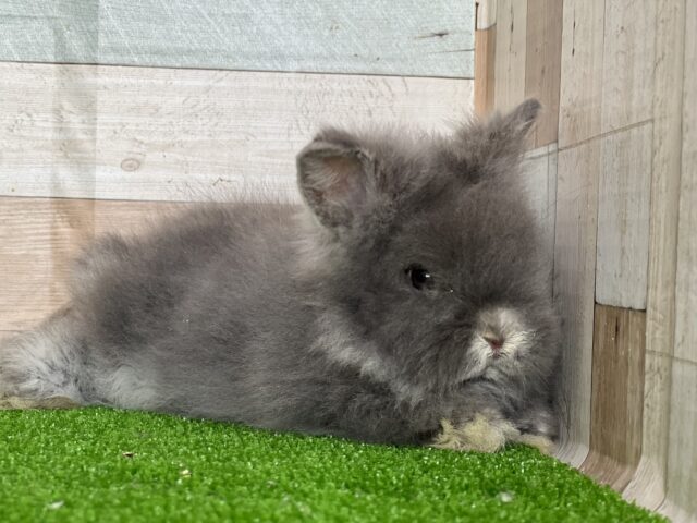 やば可愛♡アンゴラウサギのベビーちゃん♡