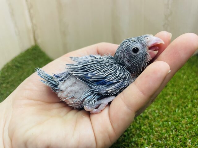 可愛いマメブルー参上‼️ マメルリハ　ブルー　男の子