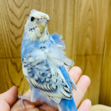 カメラ目線は任せてね♫羽衣セキセイインコ(スパングル) ヒナ