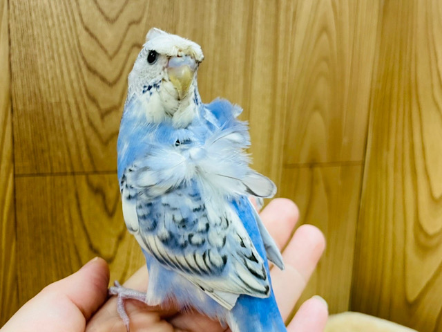 カメラ目線は任せてね♫羽衣セキセイインコ(スパングル) ヒナ