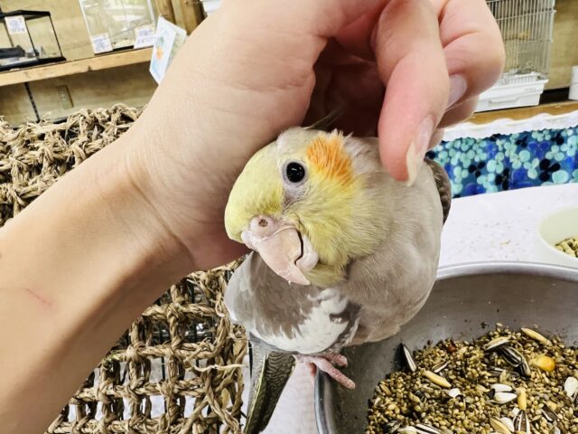 画像更新☆ぷりん♪と丸っこいシナモンオカメインコ〜 画像更新☆ぷりん♪と丸っこいシナモンオカメインコ〜