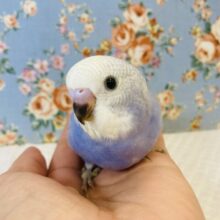 優しいお顔にキュン❤︎手乗りセキセイインコ(オパーリンスパングル)🪶✨