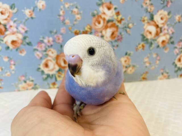 優しいお顔にキュン❤︎手乗りセキセイインコ(オパーリンスパングル)🪶✨