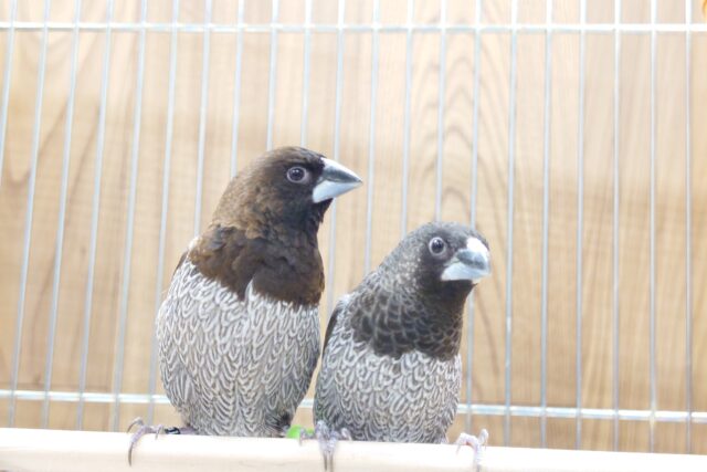 胸の模様がとてもｷﾚｲ。。むっちり体系の　ヨーロッパ十姉妹～～