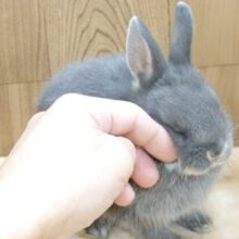 食事は上品に、一粒ずつ～～　ネザーランドドワーフラビット　ブルーマーチン☆