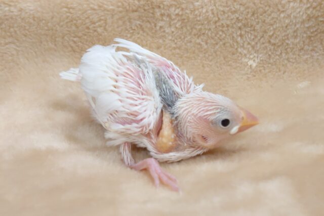 ビビっている場合いじゃ、ない！　食べなきゃっ食べなきゃ～～　白文鳥～～