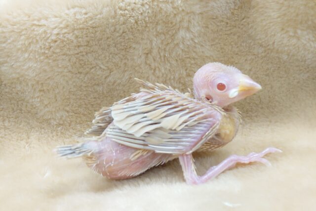 いつもにも増して透明感がｽﾃｷ☆　シナモン文鳥～～