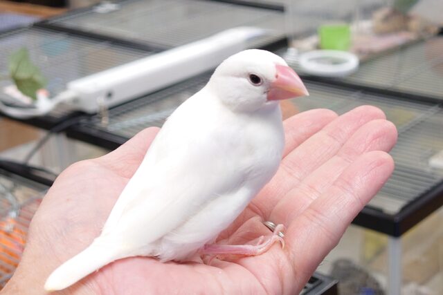 「文鳥沼」はこちらですっ　どハマり、注意♪　白文鳥～～