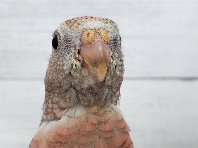 ちょっと大きめ！？ローズアキクサインコ入荷です