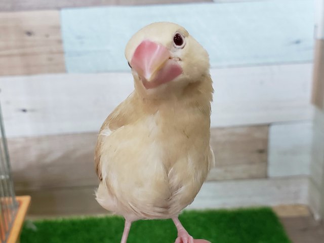 最新画像あり。シナモン文鳥のヒナ入荷しました❤