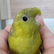 画像更新☆初入荷！？サザナミインコダークグリーンスパングル