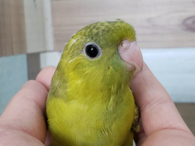 画像更新☆初入荷!?サザナミインコダークグリーンスパングル 画像更新☆初入荷!?サザナミインコダークグリーンスパングル