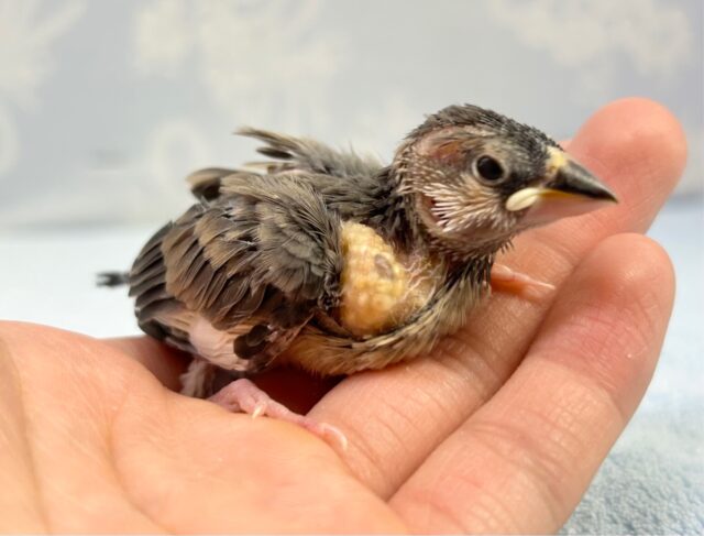 ひなひな🌸桜文鳥 2023年4月生まれ