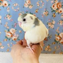 最新画像🌟個性溢れる❤︎手乗りセキセイインコ(クリームパイド)❤︎