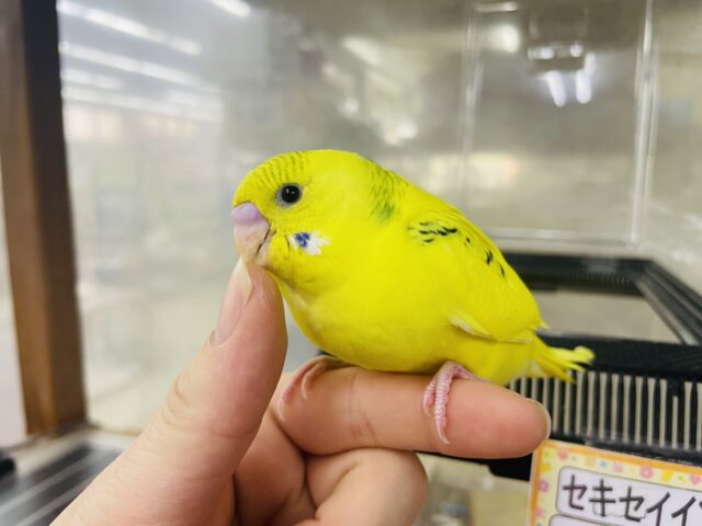 最新画像になりますよ！！マキシマルに今を輝こうよ🌼　セキセイインコ　パイド