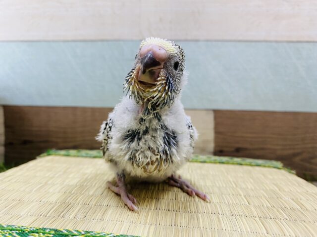 大きく成長するんだぞ〜♪これからが楽しみなジャンボセキセイインコ☆