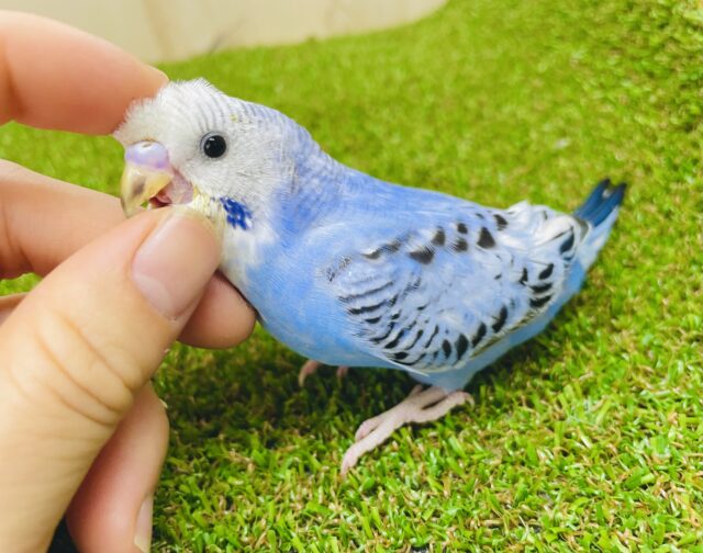 最新画像になりますよ⭐️視線はくぎづけ！そんな今日にしたいな！　セキセイインコ　オパーリン