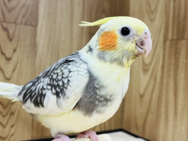 むちむちボディとクリクリおめめ♡オカメインコ(パールパイド) ヒナ