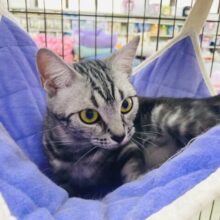 短い手足が可愛すぎ～～っ☆マンチカン・女の子！