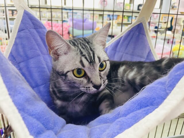 短い手足が可愛すぎ～～っ☆マンチカン・女の子！