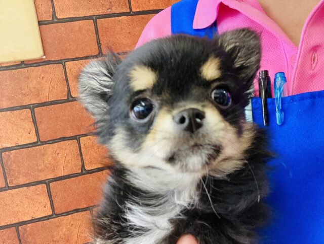 最新画像🌟ボクが1番かわいいよ❢❢ロングコートチワワくん男のコ❤︎♂