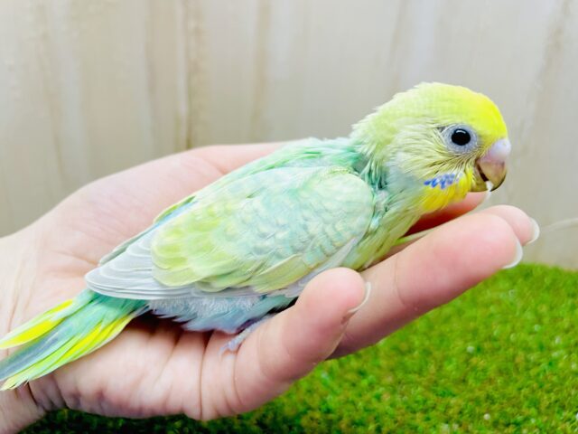 だってもっと輝きたいのに！止まらないテンション！　セキセイインコ　パステルカラーレインボー