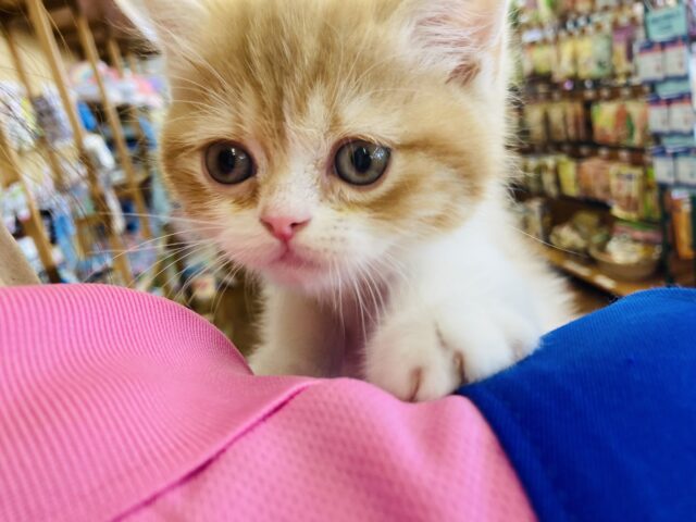 最新画像🌟癒し大臣❤︎激かわにゃんこ❤︎フォールデックス(レッドタビー&ホワイト)🐾