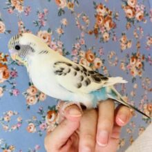 最新画像🌟美しい最高の色合い❤︎手乗りセキセイインコ(クリームハルクイン)🕊✨