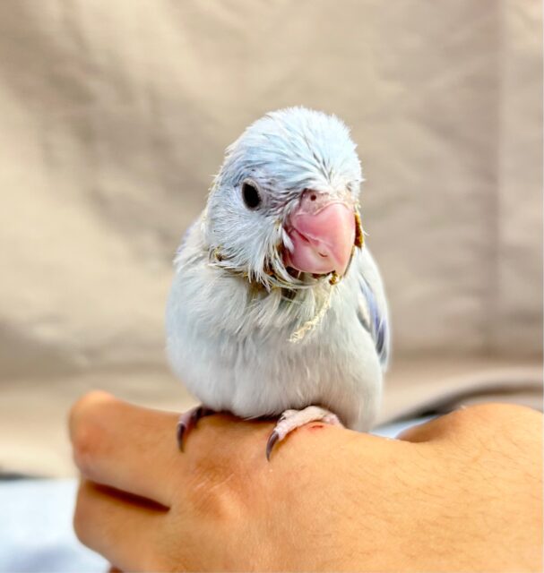 淡い青💙マメルリハ(アメリカンホワイト) 2023年4月生まれ