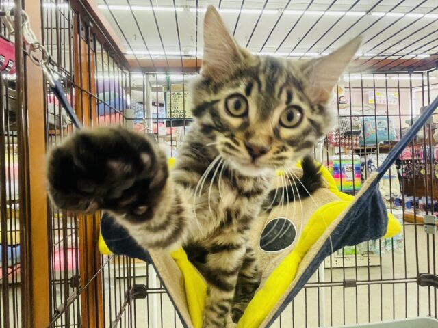 最新画像になりますよ⭐️ふわふわ間違いなし✨激かわ猫ちゃん！！　ベンガル　ロングヘア　ブラウンスポテッドタビー　男の子