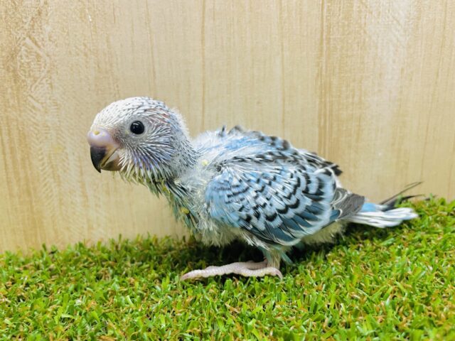 装飾過多くらいがちょうど良くない！？水色セキセイさん！　セキセイインコ　オパーリン