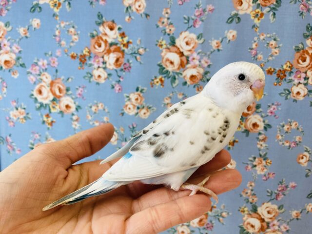 みんな一目惚れ💘手乗りセキセイインコ(ハルクイン)🤍💙