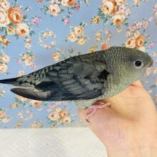 最新画像🌟ダークなお色にうっとり❤︎ 手乗りサザナミインコ(モーブ)🪶✨
