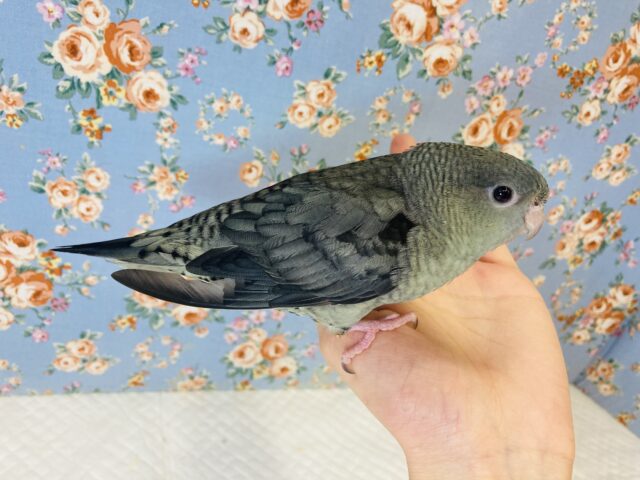 最新画像🌟ダークなお色にうっとり❤︎ 手乗りサザナミインコ(モーブ)🪶✨