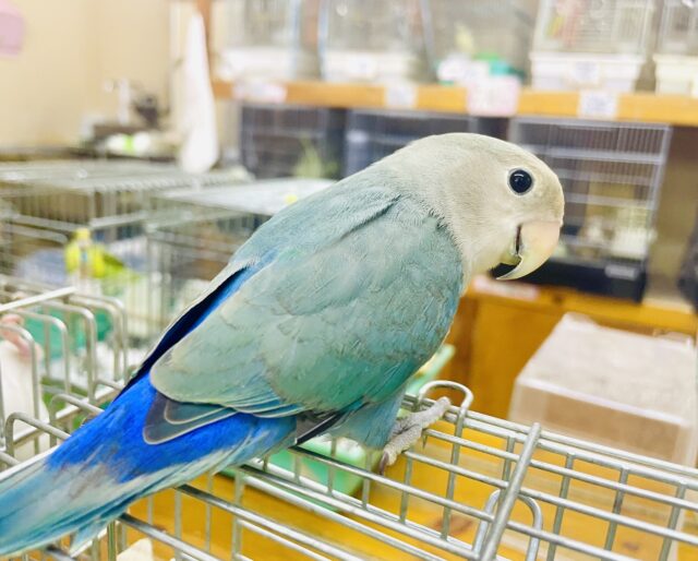 甘えん坊💓最新画像になりますよ‼️手に包まれたいの〜💓　コザクラインコ　ターコイズ
