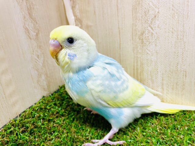 最新画像になりますよ⭐️今日も元気にレッツゴー‼️ セキセイインコ　パステルレインボースパングルパイド