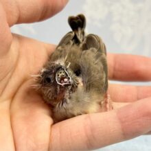 いっぱい食べるよ❤️キンカチョウ(ノーマル) 2023年4月生まれ