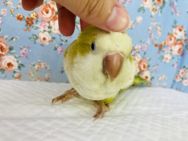 激かわ💚 ⁾⁾とってもキュートなよもぎ色💚手乗りオキナインコ(パリッドグリーン)💚💛