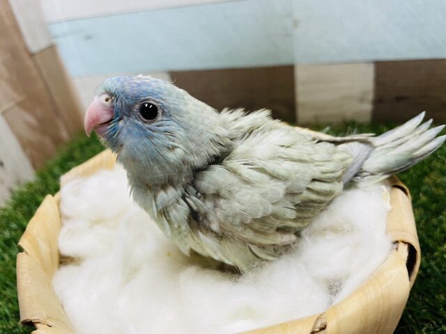 どんな模様が出てくるか楽しみなコ！サザナミインコのブルースパングル！