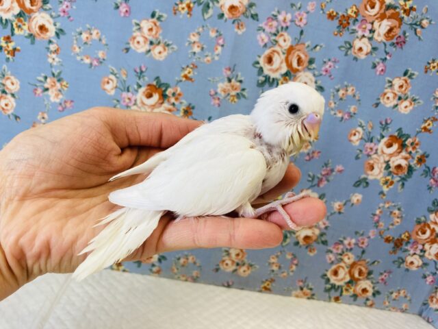 純白🤍美ホワイト🤍手乗りセキセイインコ(ダブルファクター)🤍